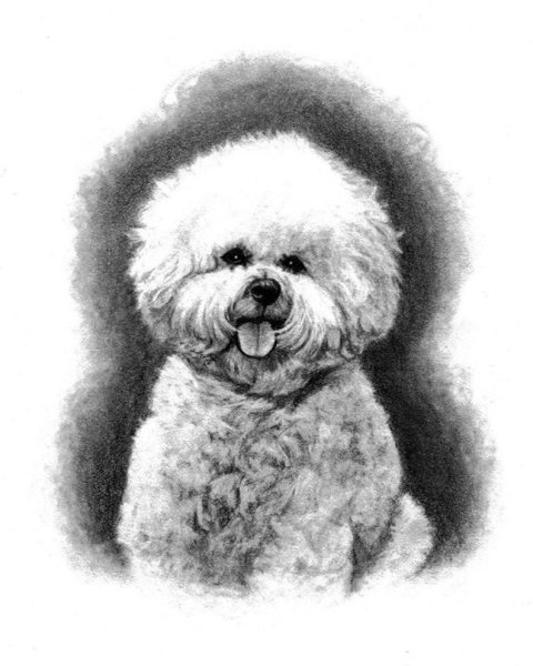 Бишон фризе черно белый