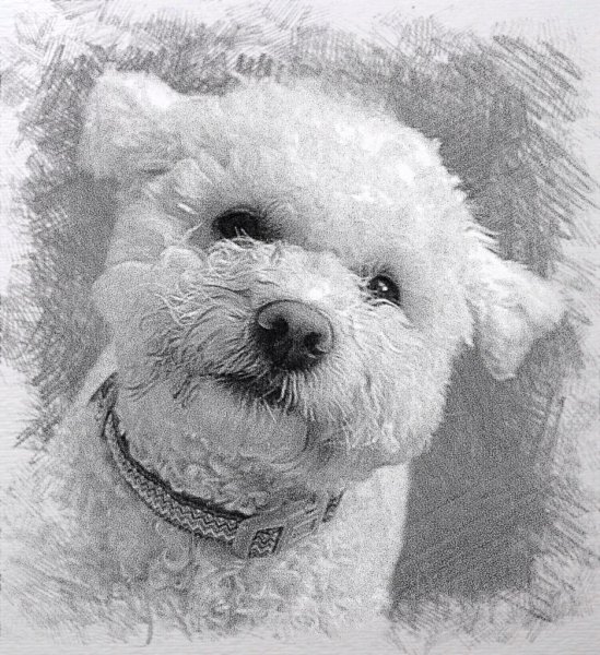 Бишон фризе черно белый