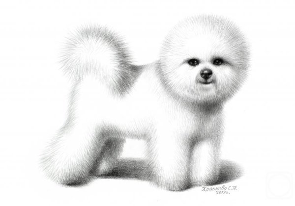 Бишон фризе карандашом