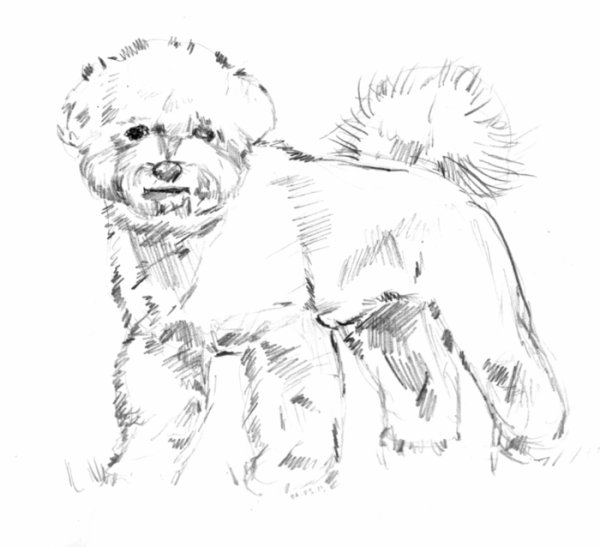Бишон иллюстрация