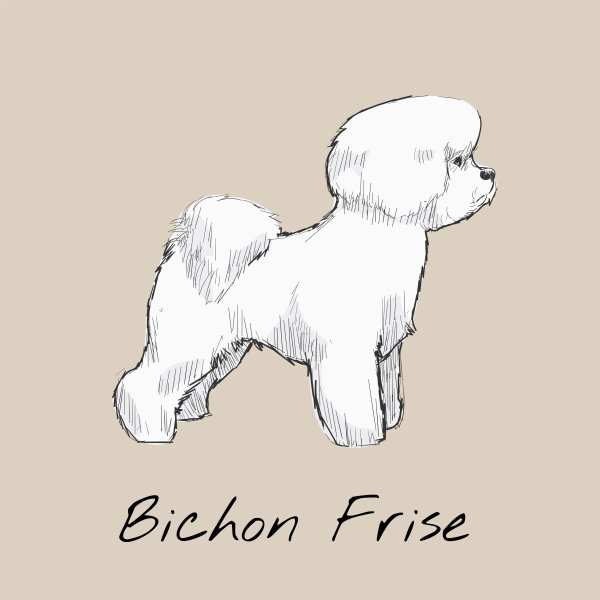 Бишон фризе контур