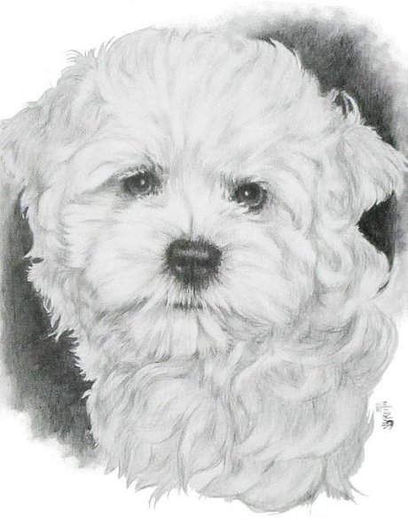 Мальтийская болонка карандашом