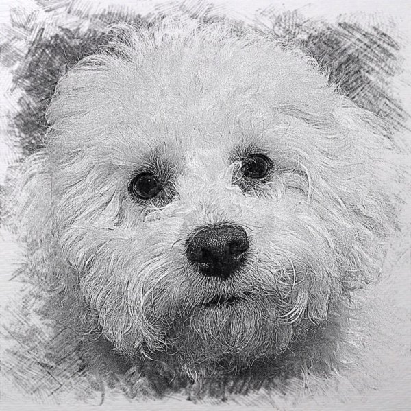 Бишон фризе портрет