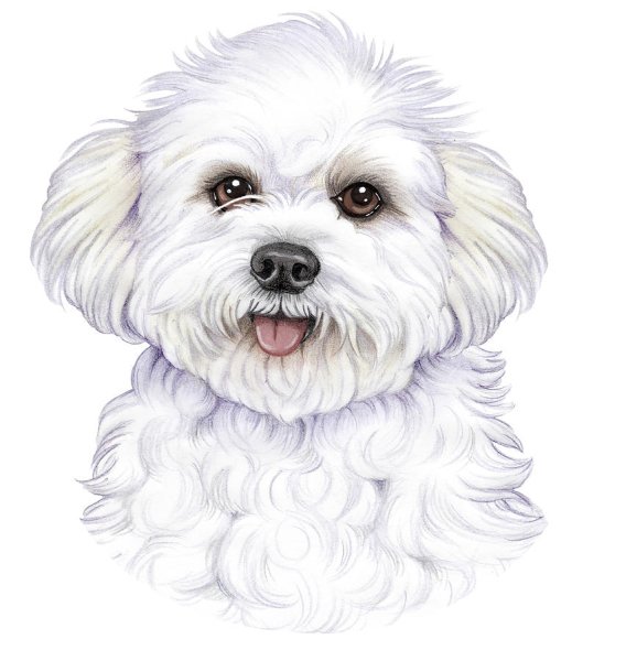 Скетчинг Бишон фризе