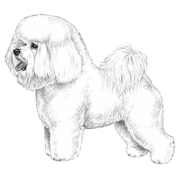 Бишон фризе вектор