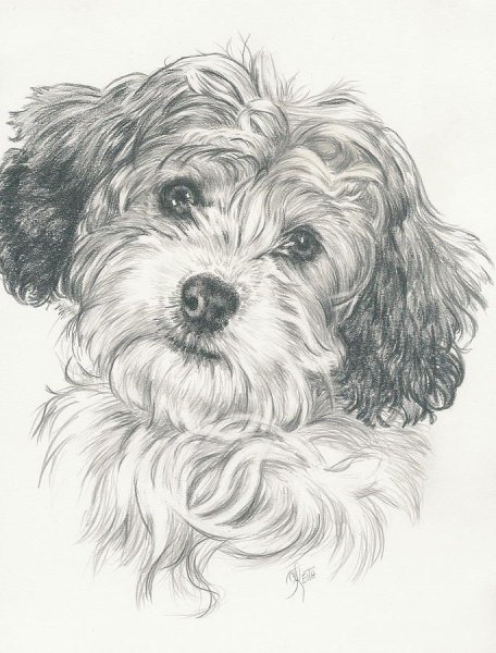 Тату собаки Бишон