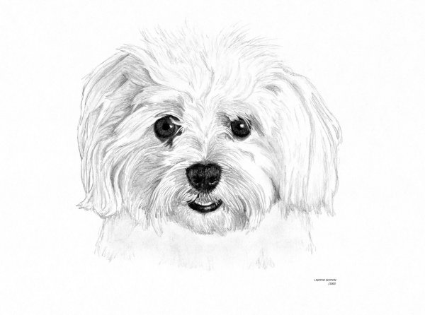 Мальтийская болонка рисунок