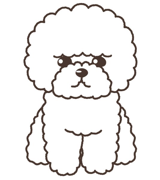 Бишон фризе контур