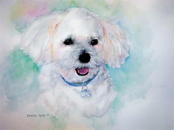 Картина Бишон фризе