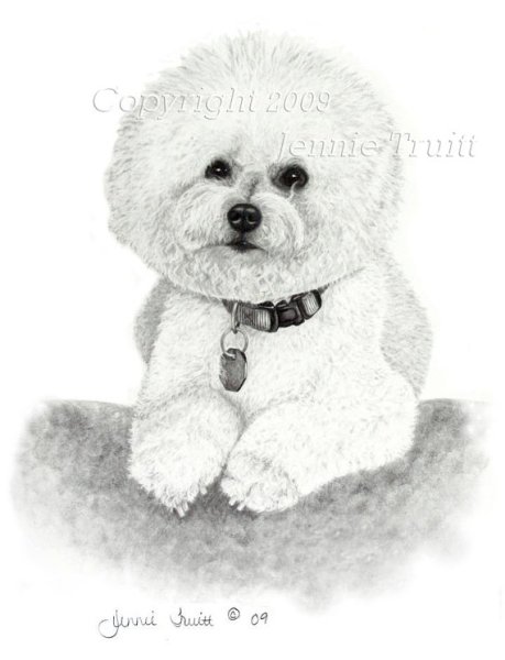 Бишон фризе нарисованный