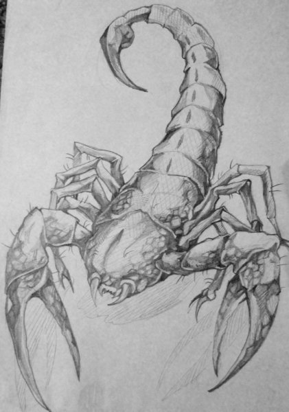 Скорпион рисунок карандашом