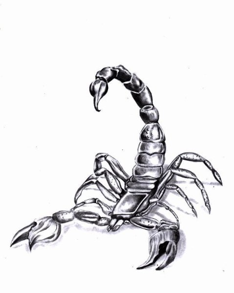 Скорпион карандашом