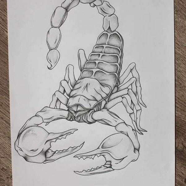 Скорпион рисунок карандашом