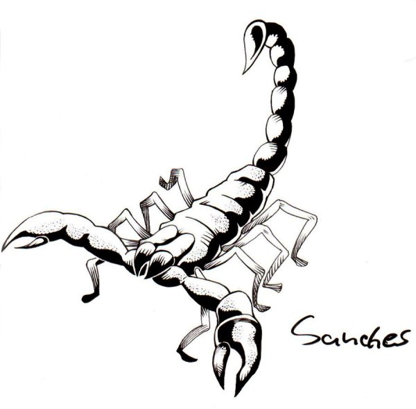 Скорпион раскраска