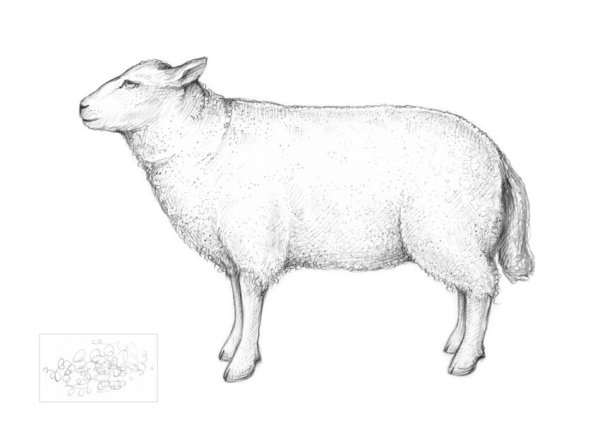 Баран вид сбоку рисунок