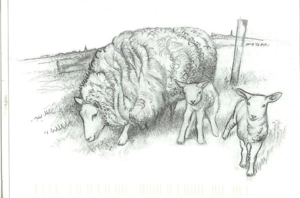 Овца эскиз