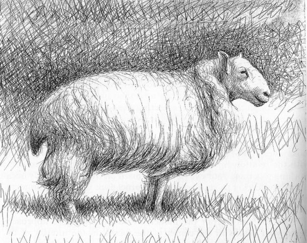 Наброски овец