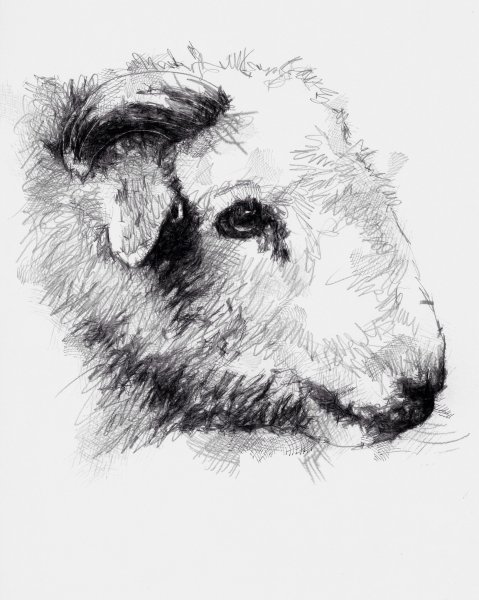 Баран рисунок карандашом