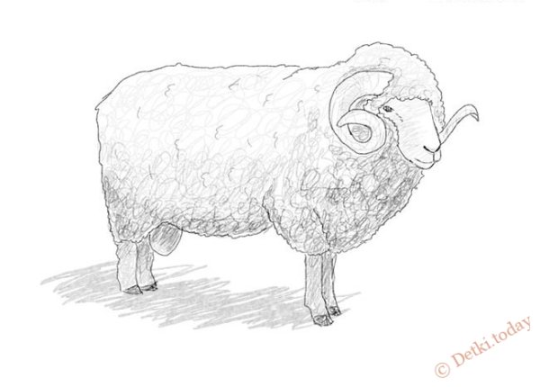 Барашек карандашом
