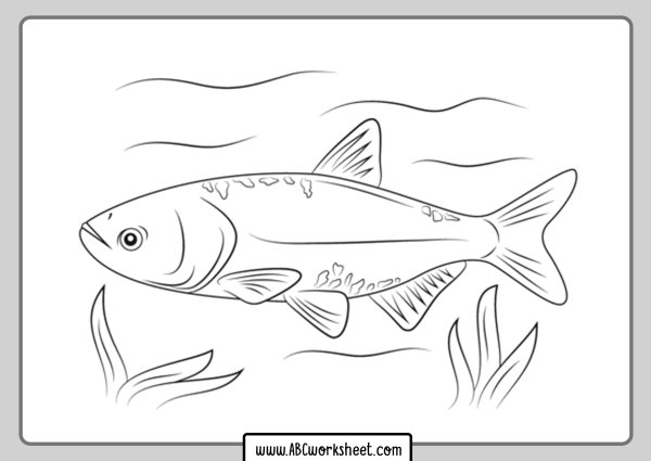 Рыба толстолобик раскраска