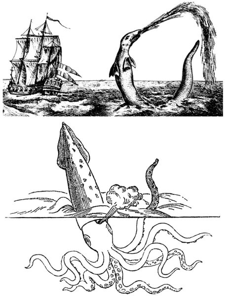 Кальмар раскраска