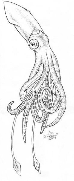Кальмар Гумбольдта рисунок