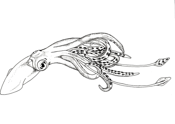 Головоногие моллюски