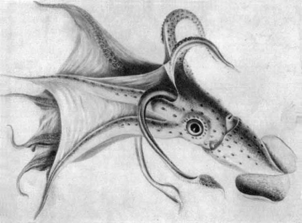 Кальмар раскраска