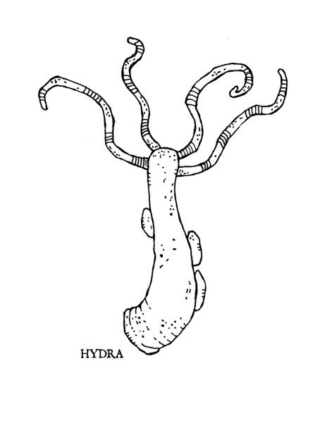 Гидра рисунок
