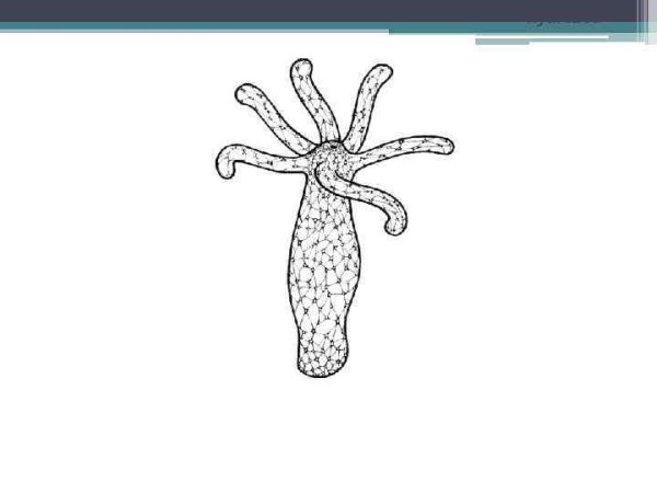 Гидра обыкновенная строение рисунок