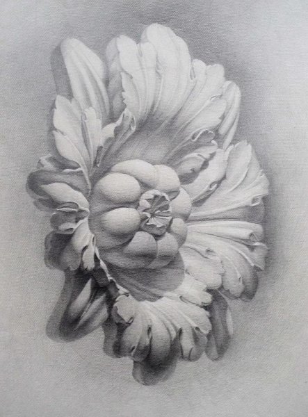 Розетка рисунок Академический сбоку