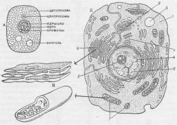 Строение растительной клетки микроскоп
