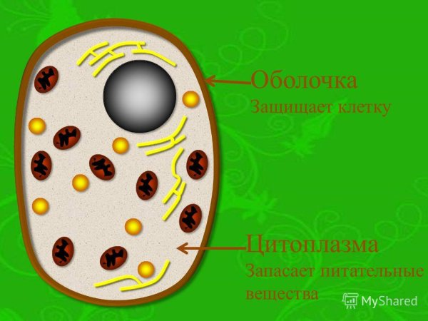 Оболочка защищает клетку?