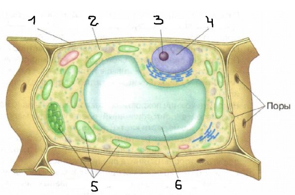 Схема растительной клетки 5 класс биология