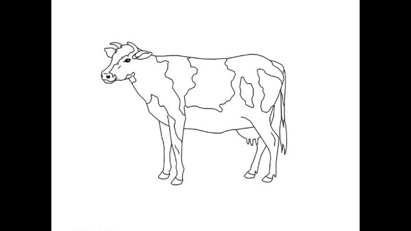 Корова рисунок карандашом для детей