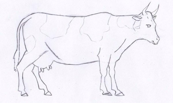 Корова для срисовки