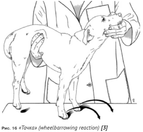 Рисунок на тему ветеринар