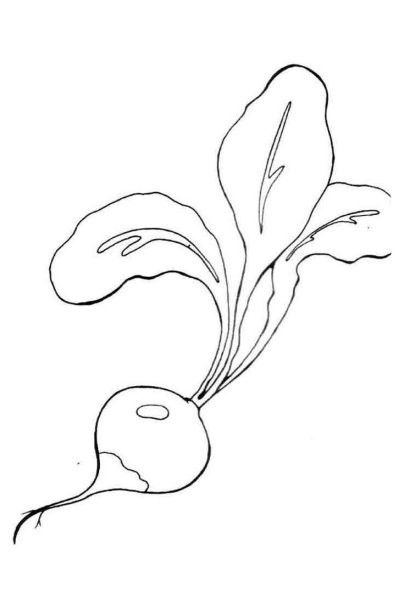 Редис раскраска