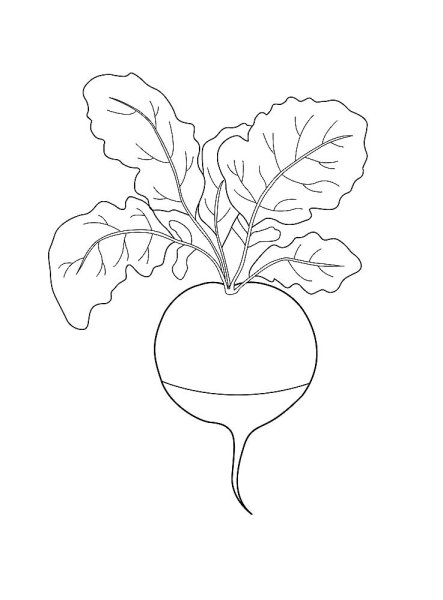 Редиска раскраска для детей