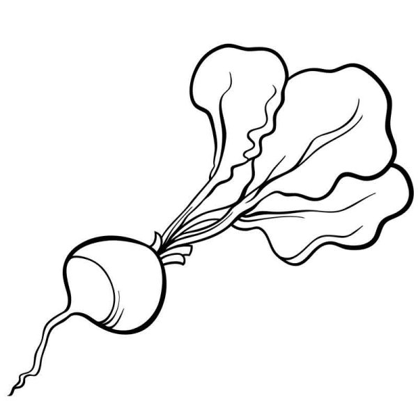 Редиска раскраска