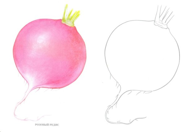 Редиска трафарет