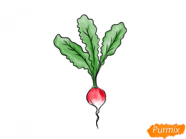 Свекла раскраска для детей