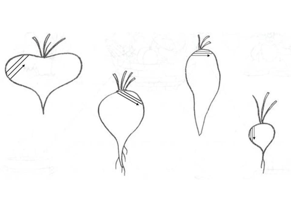 Этапы роста редиски