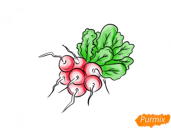 Редиска шаблон