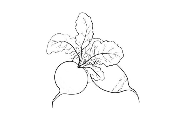 Редис раскраска