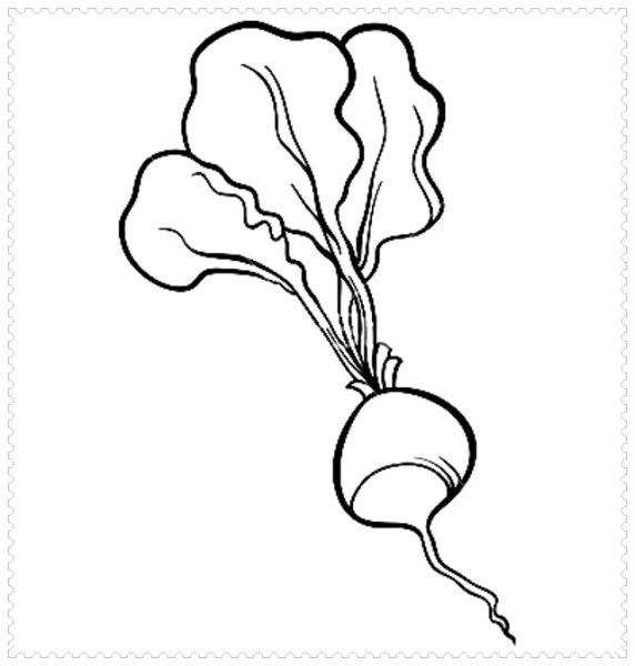 Редиска контур