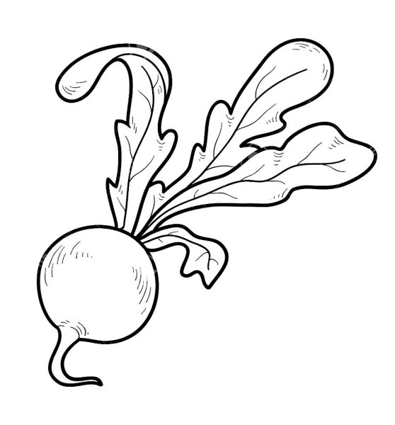 Свекла раскраска