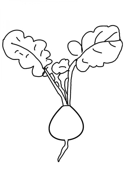 Свекла раскраска