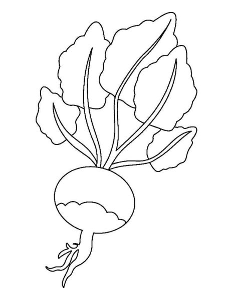 Редиска контур