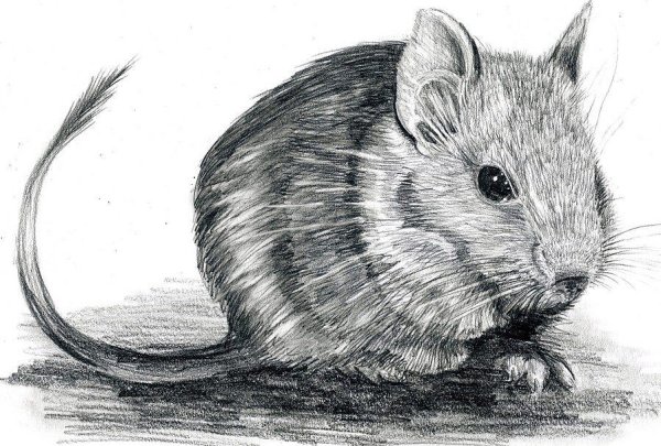 Дегу набросок